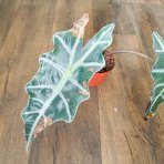 Alokázia amazonica (Alocasia amazonica) ´POLLY´- výška 20-30 cm, kont. C1L